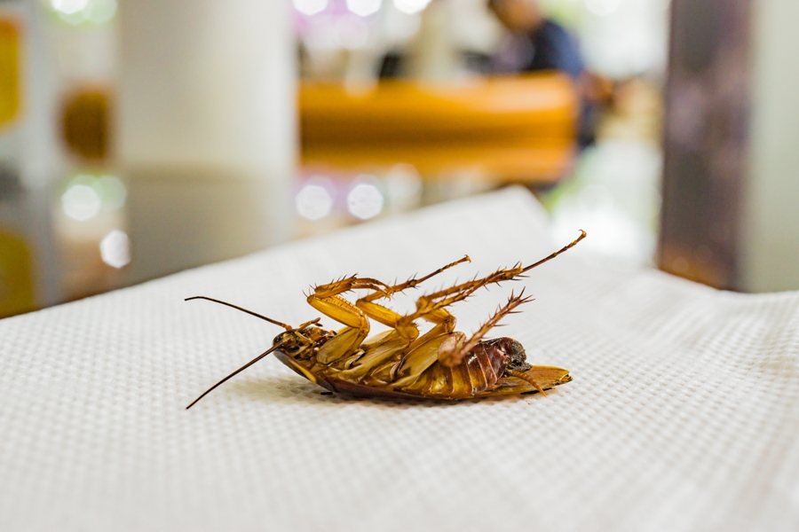 Why Pest Control Services Are Necessary For Restaurant Owners