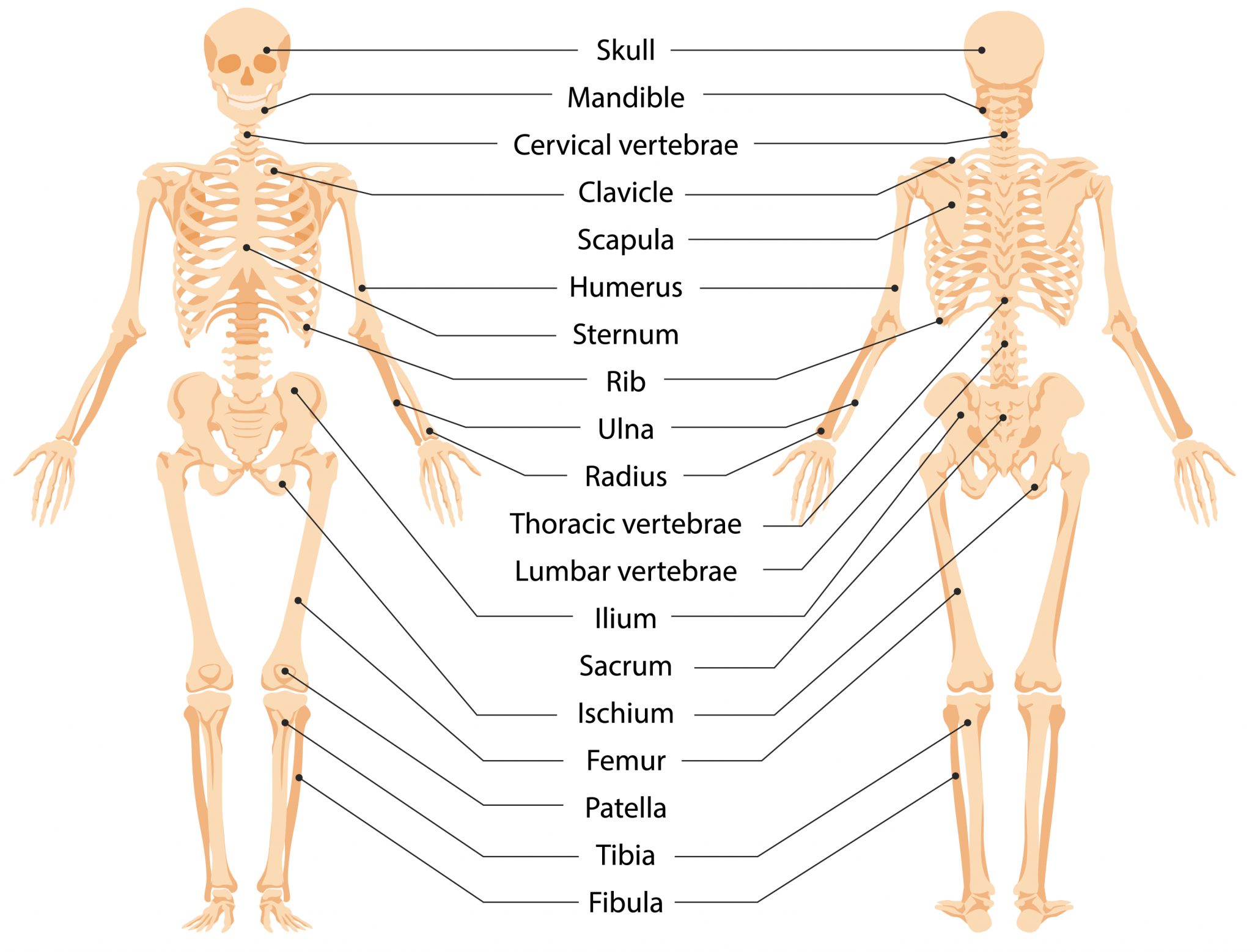 human-anatomical-skeleton-infographic-front-view-and-back-view-vector